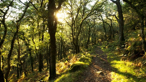 Sun shining through ancient oak woodland with footpath, Shaugh Bridge, Dartmoor, Devon